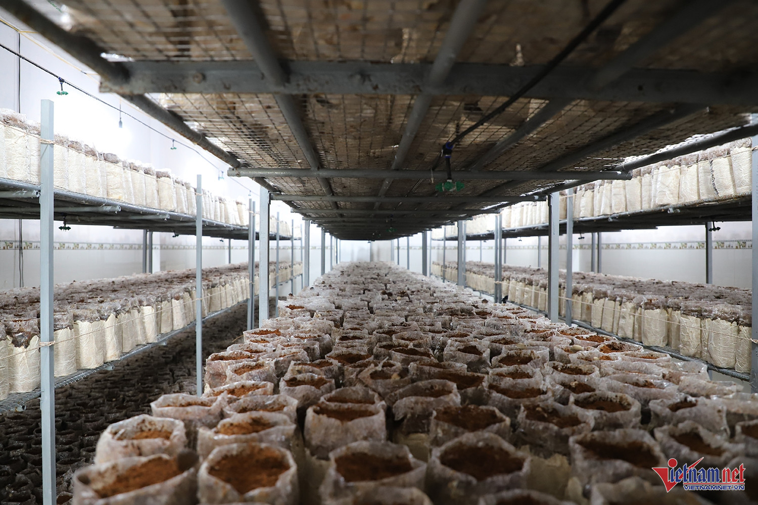 W-trồng nấm 5.JPG.jpg