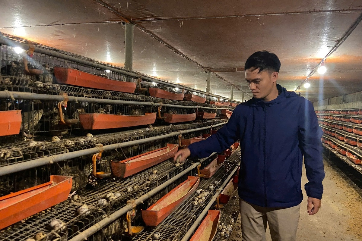 9X khởi nghiệp nuôi chim cút, lãi hơn 200 triệu đồng/năm