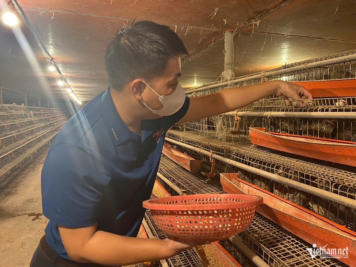 W-anh chim cut 2.jpg