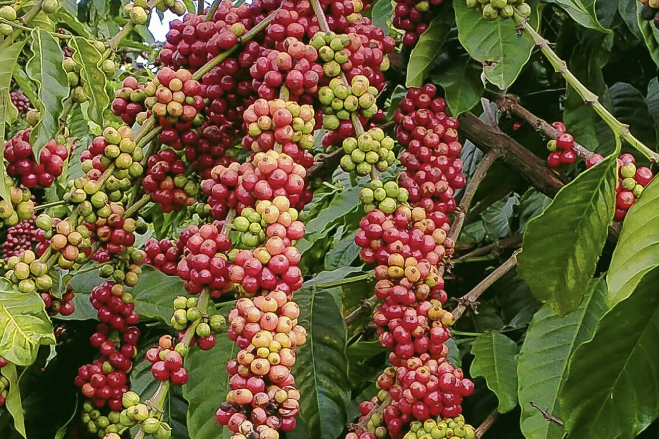 4 năm đầu thực thi Hiệp định UKVFTA: Xuất khẩu Việt Nam tăng trưởng 10% mỗi năm