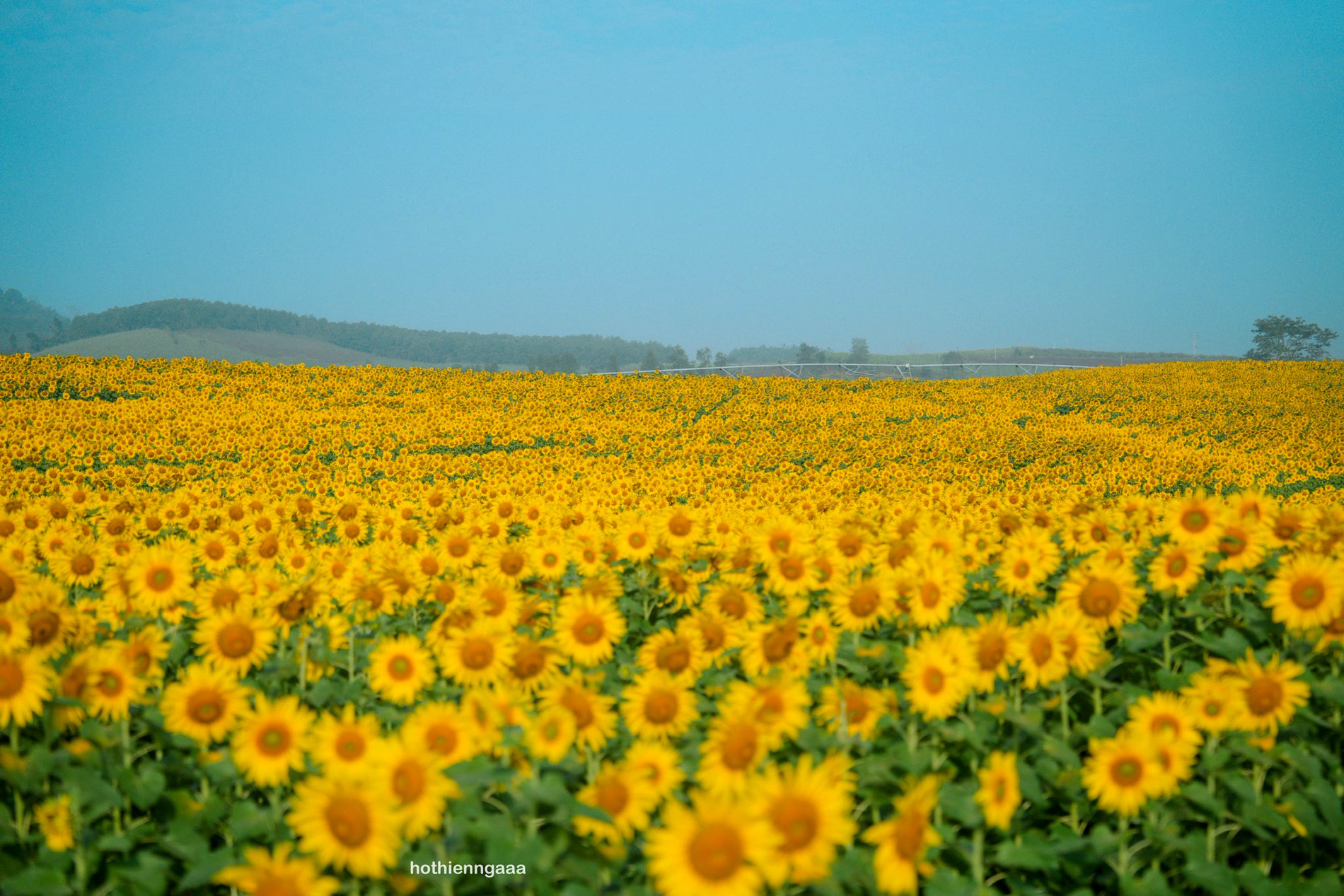 Cánh đồng hoa hướng dương cách Hà Nội 250km, khách đi từ nửa đêm tới check-in cánh đồng hoa hướng dương 1.jpg