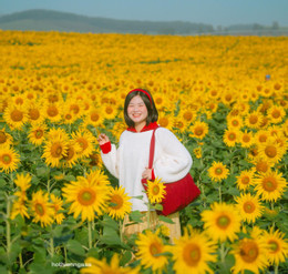 https://static-images.vnncdn.net/vps_images_publish/000001/000003/2025/12/22/canh-dong-hoa-huong-duong-3-1720.jpg