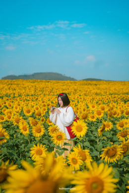 https://static-images.vnncdn.net/vps_images_publish/000001/000003/2025/12/22/canh-dong-hoa-huong-duong-5-1719.jpg