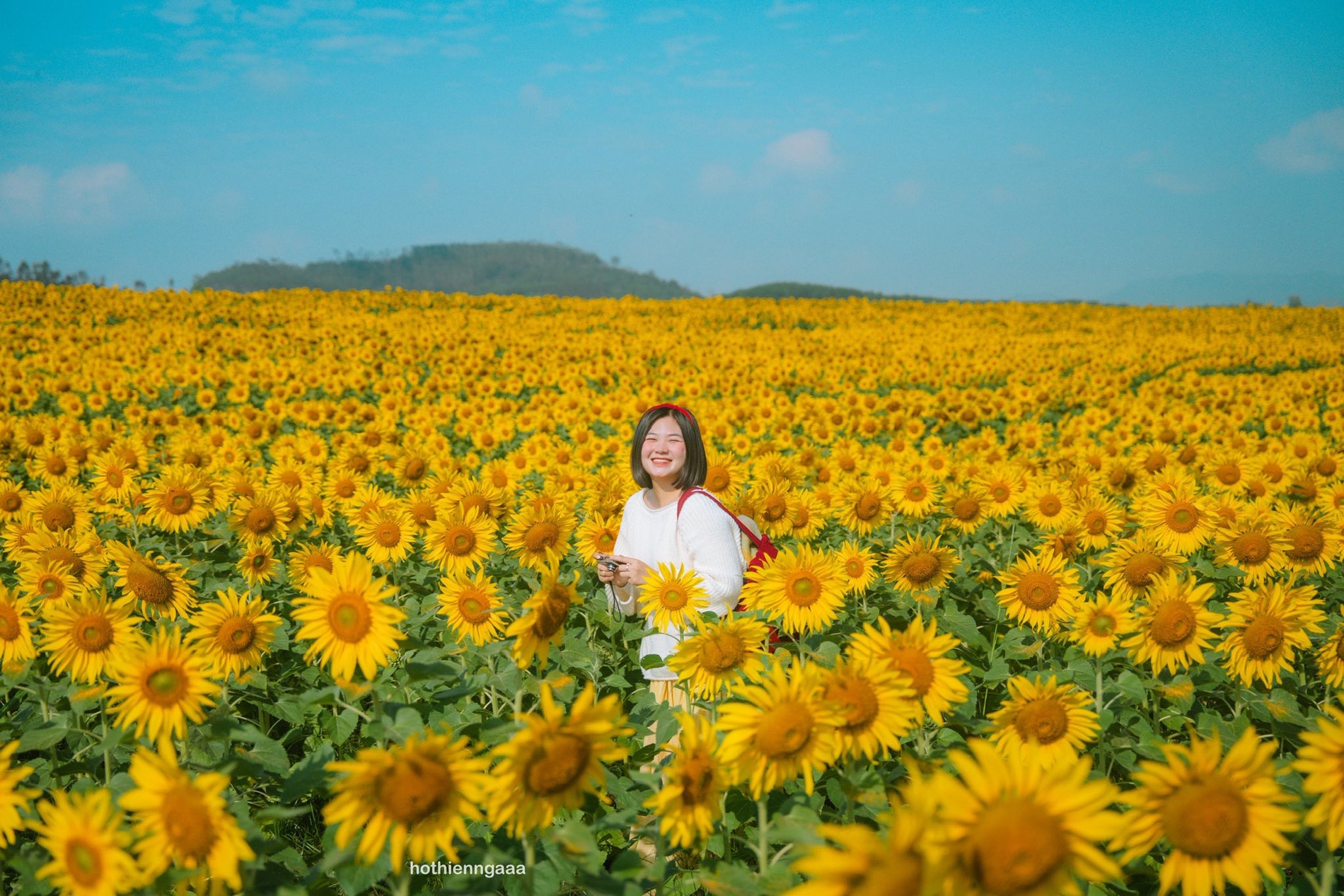 Cánh đồng hoa hướng dương cách Hà Nội 250km, khách đi từ nửa đêm tới check-in cánh đồng hoa hướng dương 7.jpg