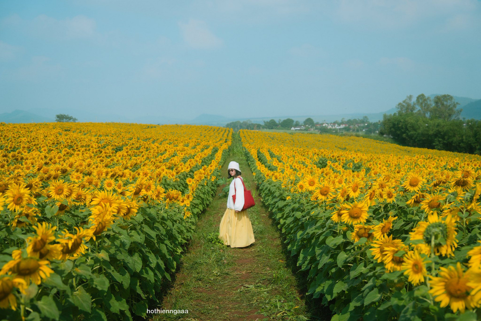 Cánh đồng hoa hướng dương cách Hà Nội 250km, khách đi từ nửa đêm tới check-in cánh đồng hoa hướng dương 8.jpg