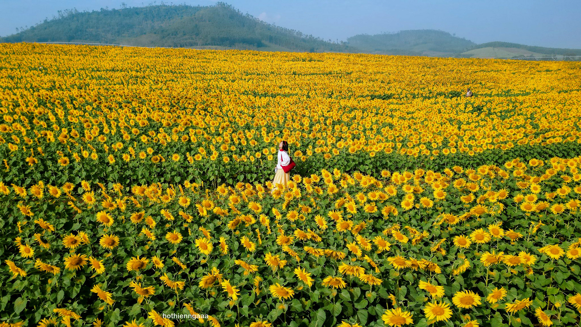 cánh đồng hoa hướng dương 9.jpg