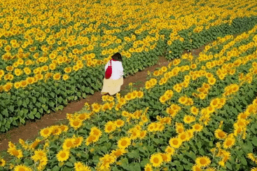 Cánh đồng hoa hướng dương cách Hà Nội 250km, khách đi từ nửa đêm tới check-in