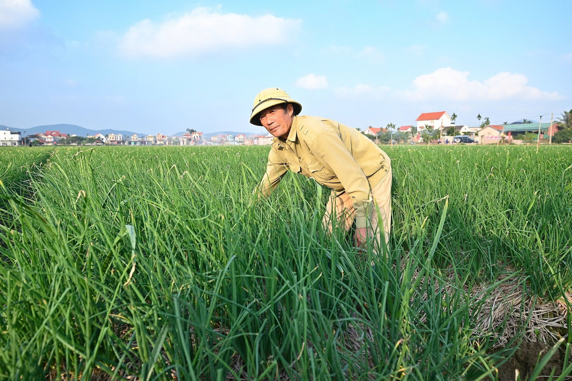 Hải Phòng ‘xoá’ rào cản địa giới, hướng đến nông nghiệp cao xuất khẩu