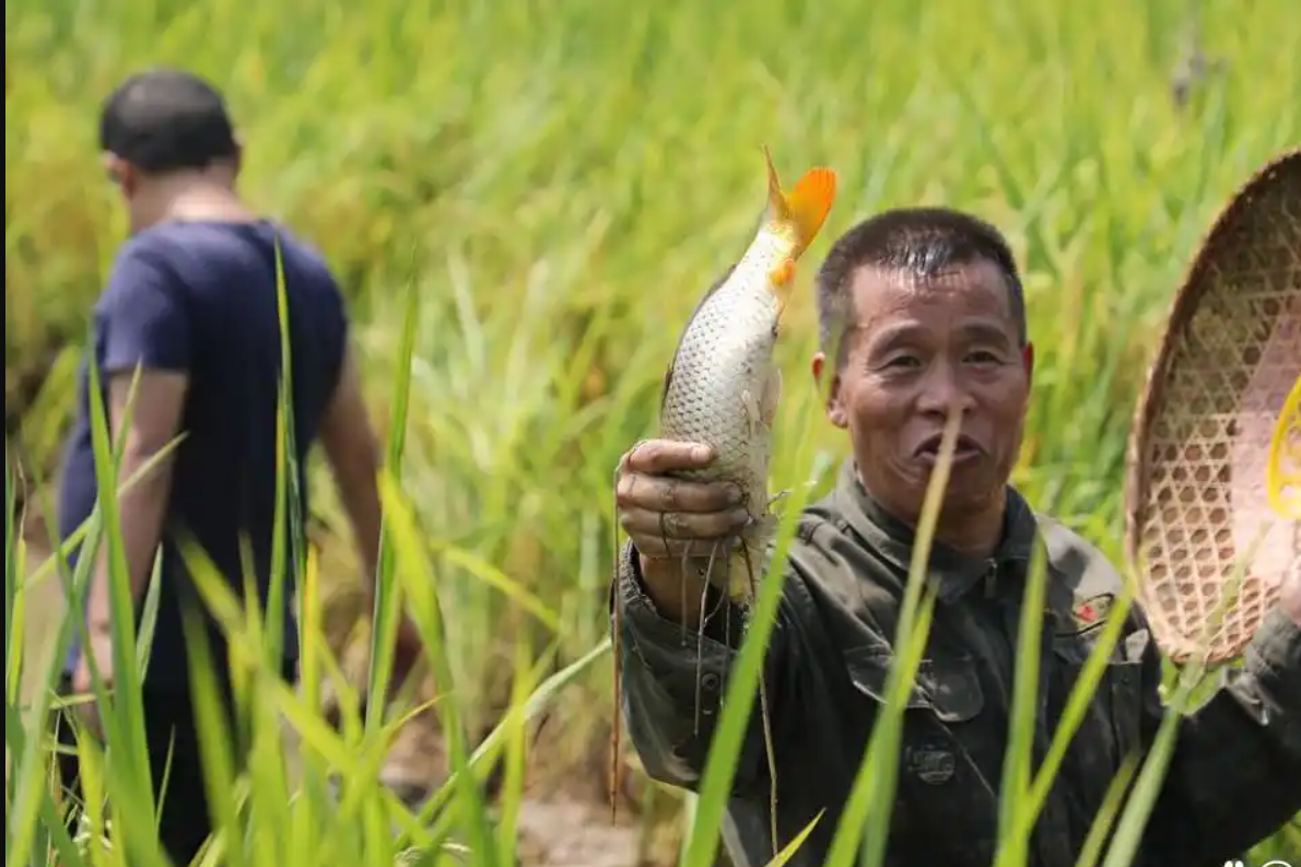 Một thửa ruộng, ba nguồn thu: Cách nông dân Trung Quốc 'xanh hóa' đồng lúa
