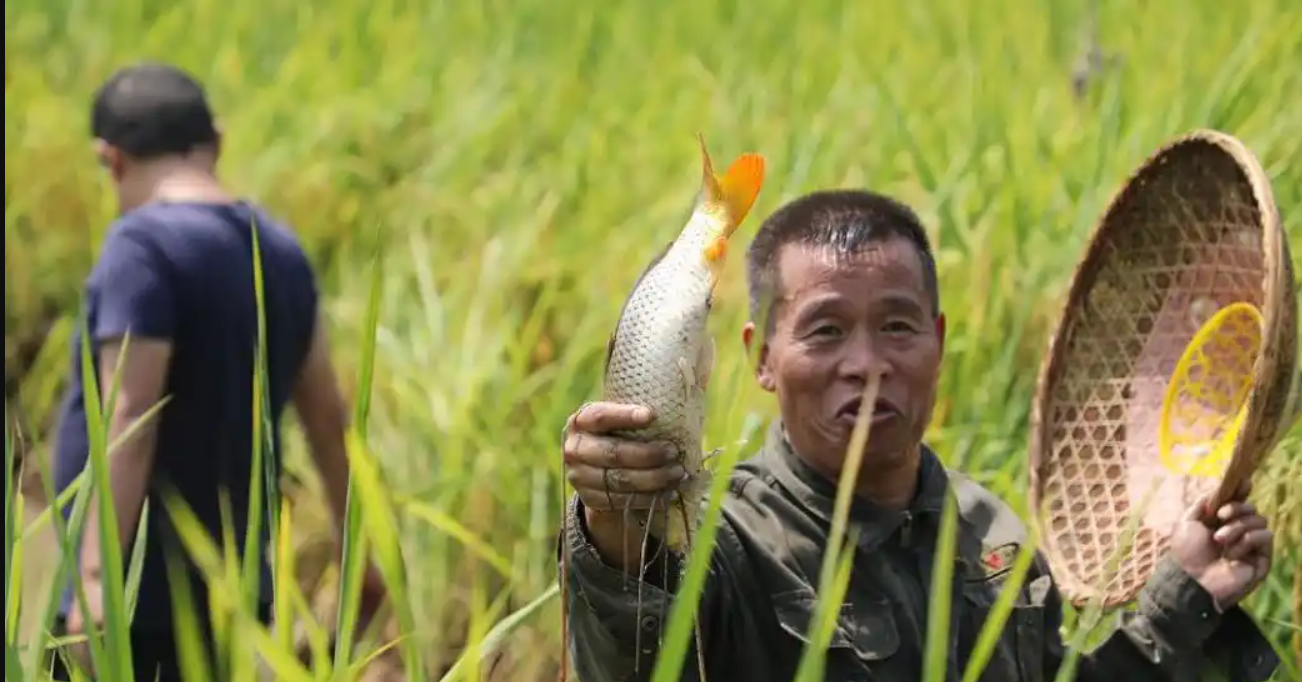 Một thửa ruộng, ba nguồn thu: Cách nông dân Trung Quốc "xanh hóa" đồng lúa
