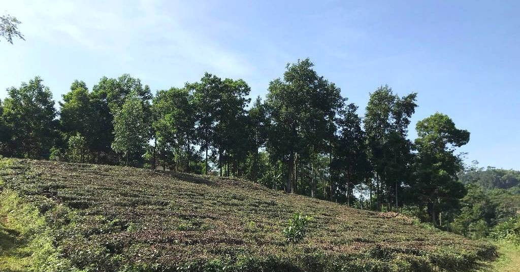 Từ năm 2026, chuyển đất vườn, ao sang đất ở: Ng...