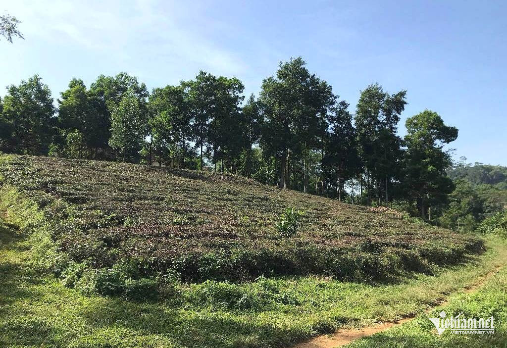 W-chuyen doi dat.jpg