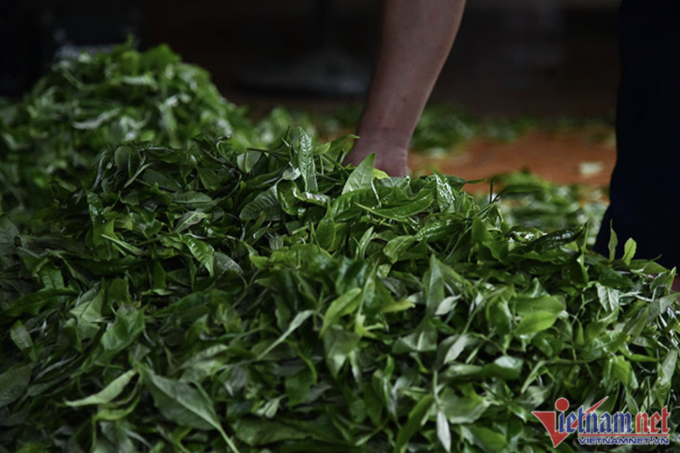 Bộ Công Thương vào cuộc tháo gỡ ách tắc 500 container chè xuất khẩu tại Pakistan