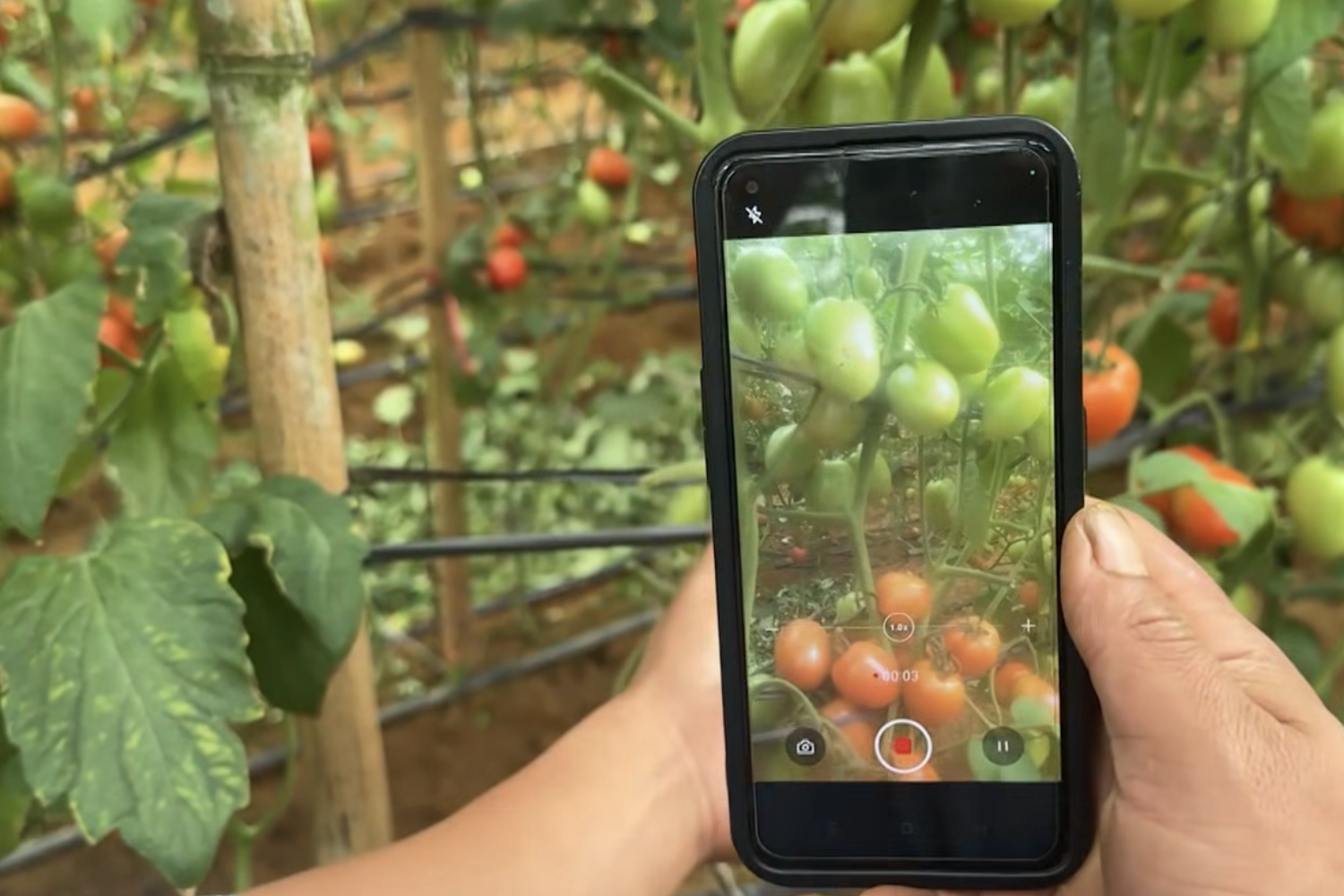 Công nghệ số giúp nông sản chủ động trước biến động thị trường