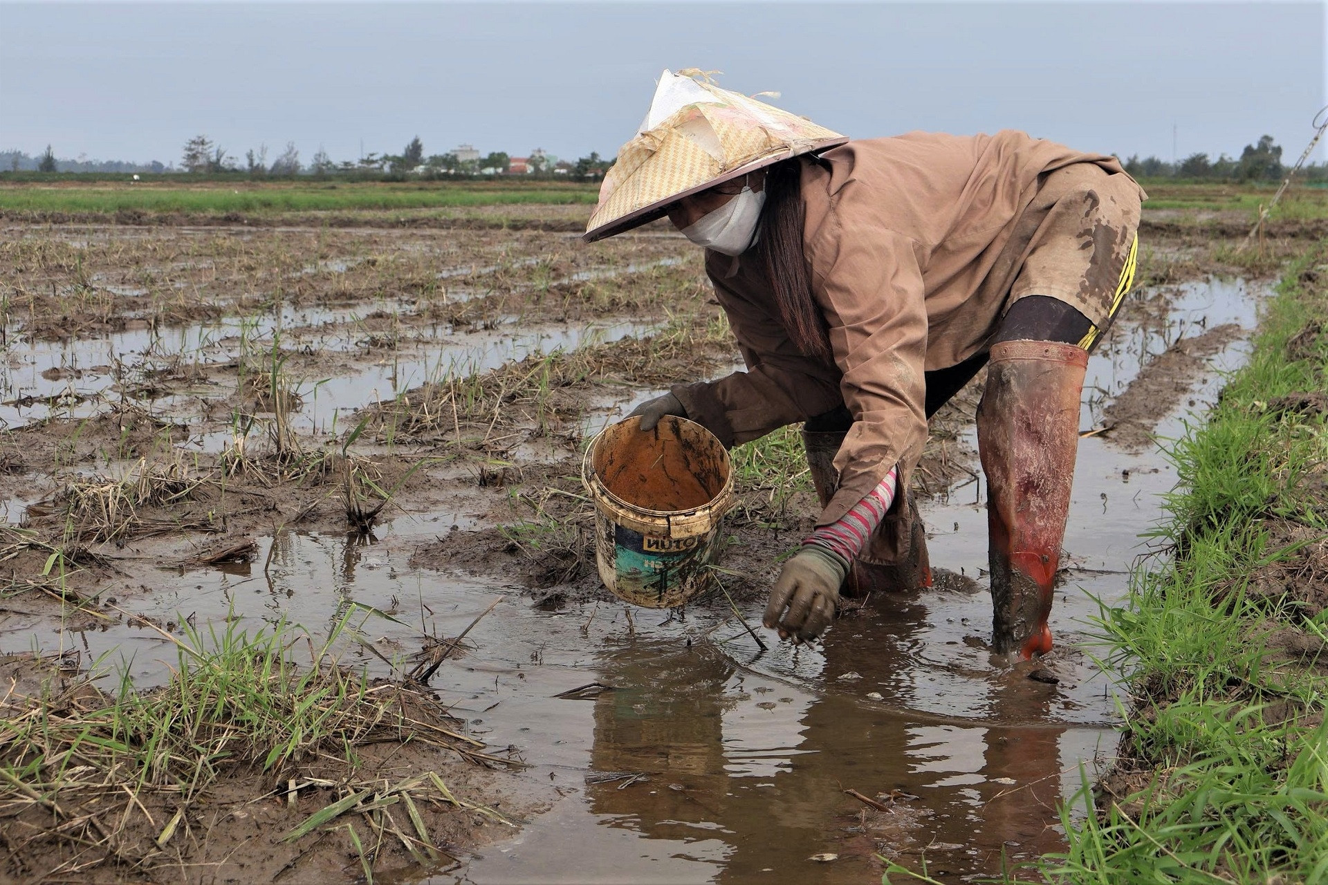  Người dân Đà Nẵng lội bùn 'nhặt tiền' trên ruộng những ngày cuối năm 