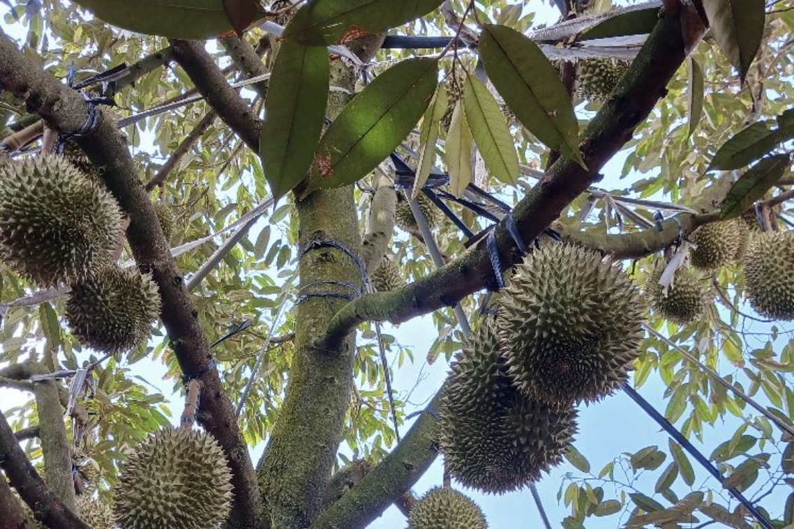 Số hóa sầu riêng - nâng năng lực dự báo thị trường nông sản Việt