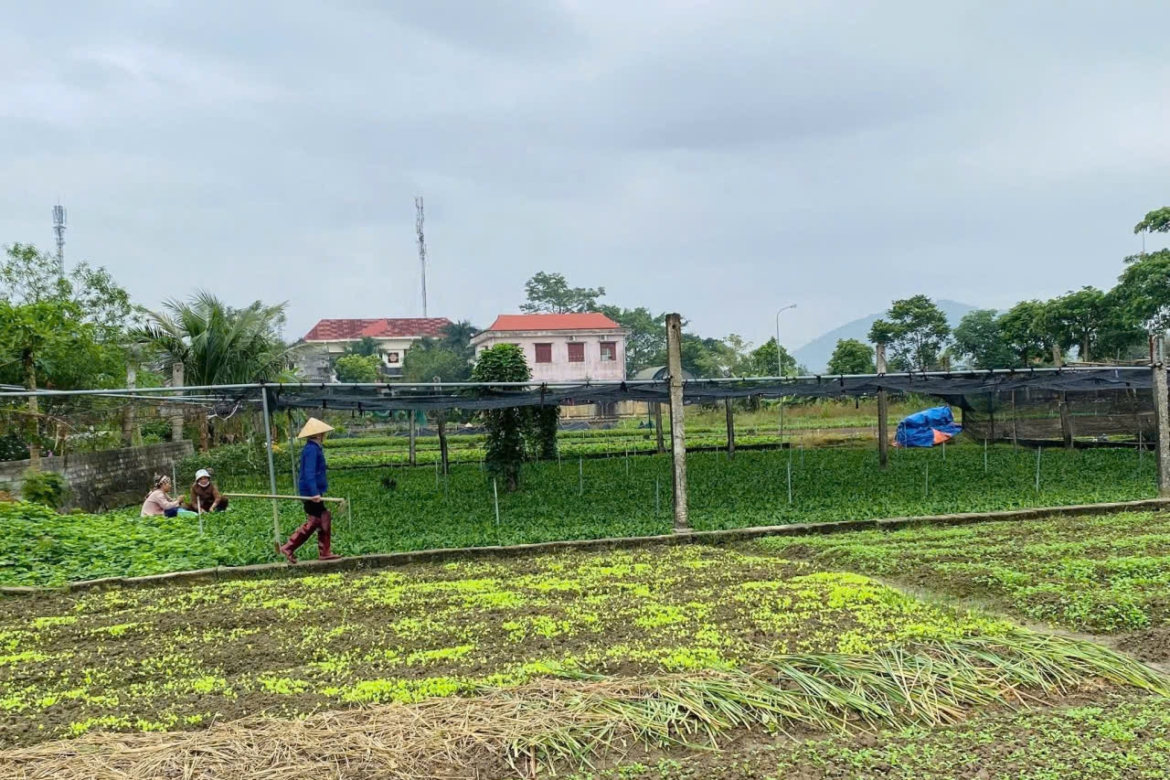 Thanh Hóa: Xây dựng nông thôn mới từ nội lực của nông dân