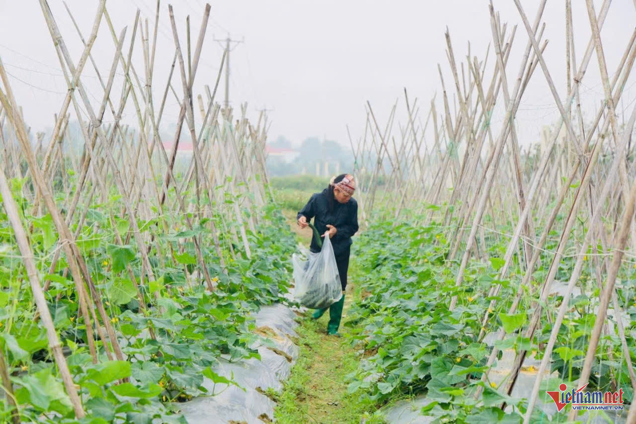 W-anh bai 7 dan van kheo.jpg