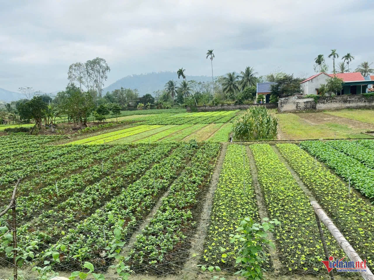 W-anh bai lai chau.jpg