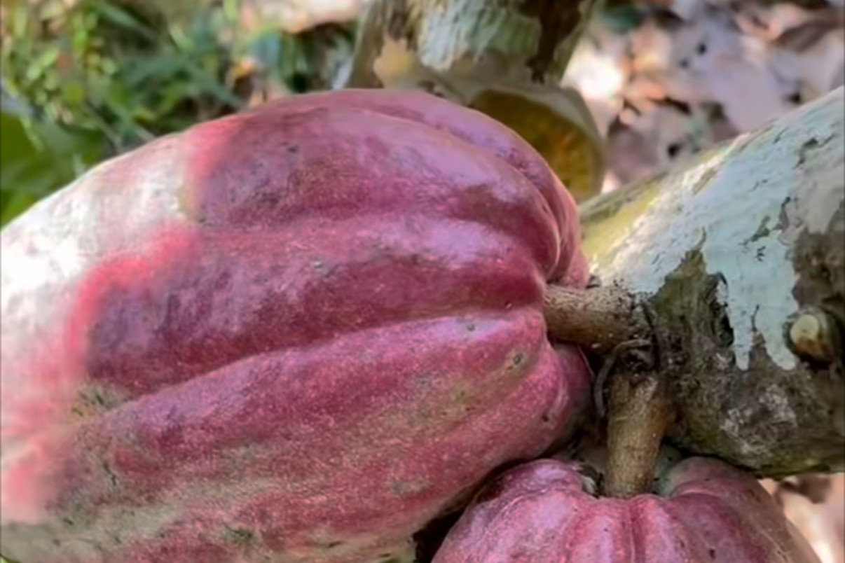 Giúp doanh nghiệp hiểu đúng, làm đúng và tận dụng tốt hơn ưu đãi từ UKVFTA