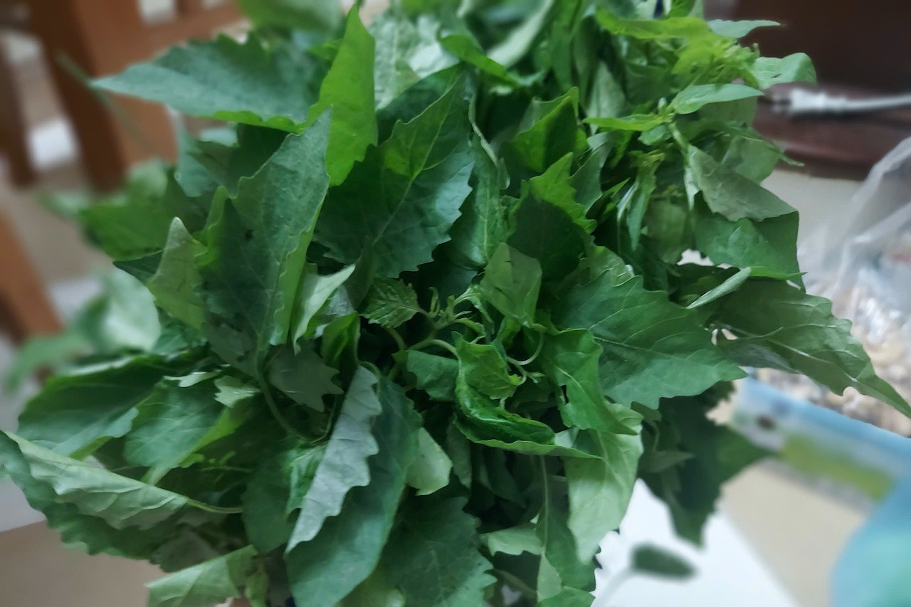 Loại rau dại biến thành đặc sản, những ai không nên ăn?