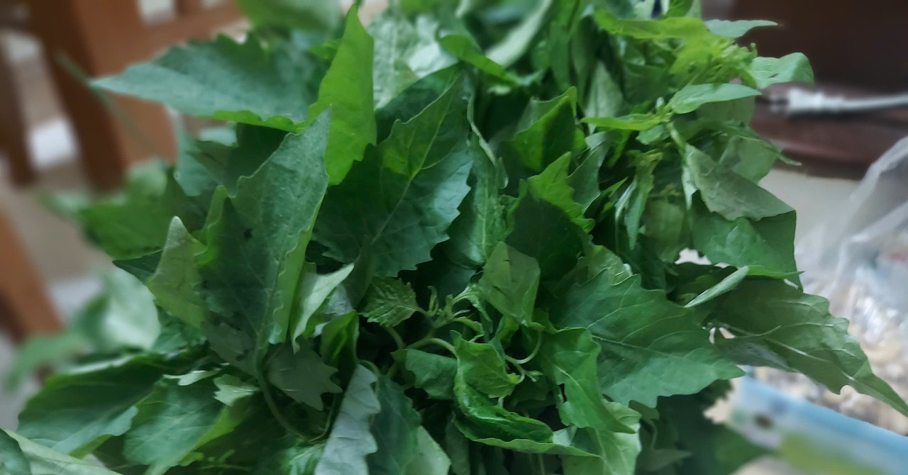 Loại rau dại biến thành đặc sản, những ai không nên ăn?