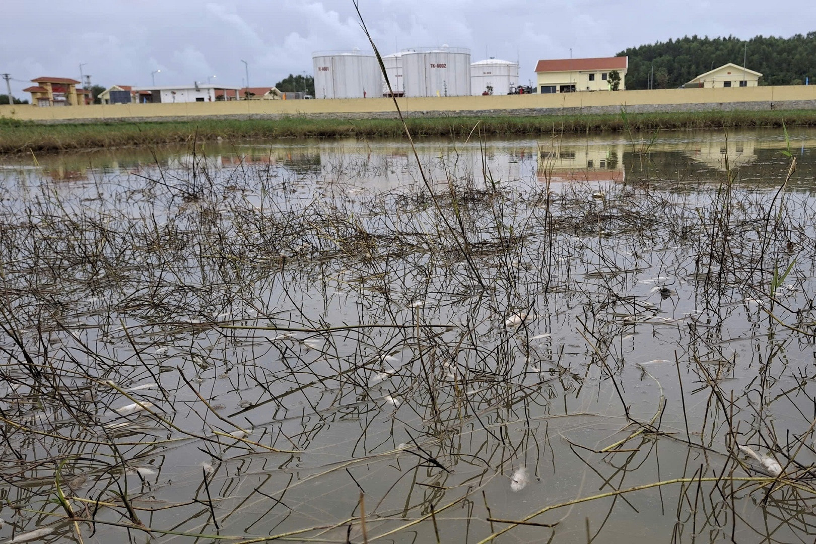 Tràn dầu tại Dung Quất, mùi bốc nồng nặc, cá chết hàng loạt