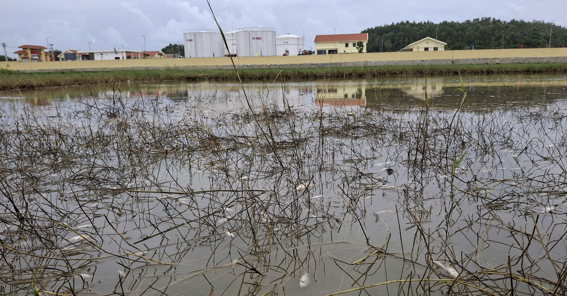 Tràn dầu tại Dung Quất, mùi bốc nồng nặc, cá chết hàng loạt
