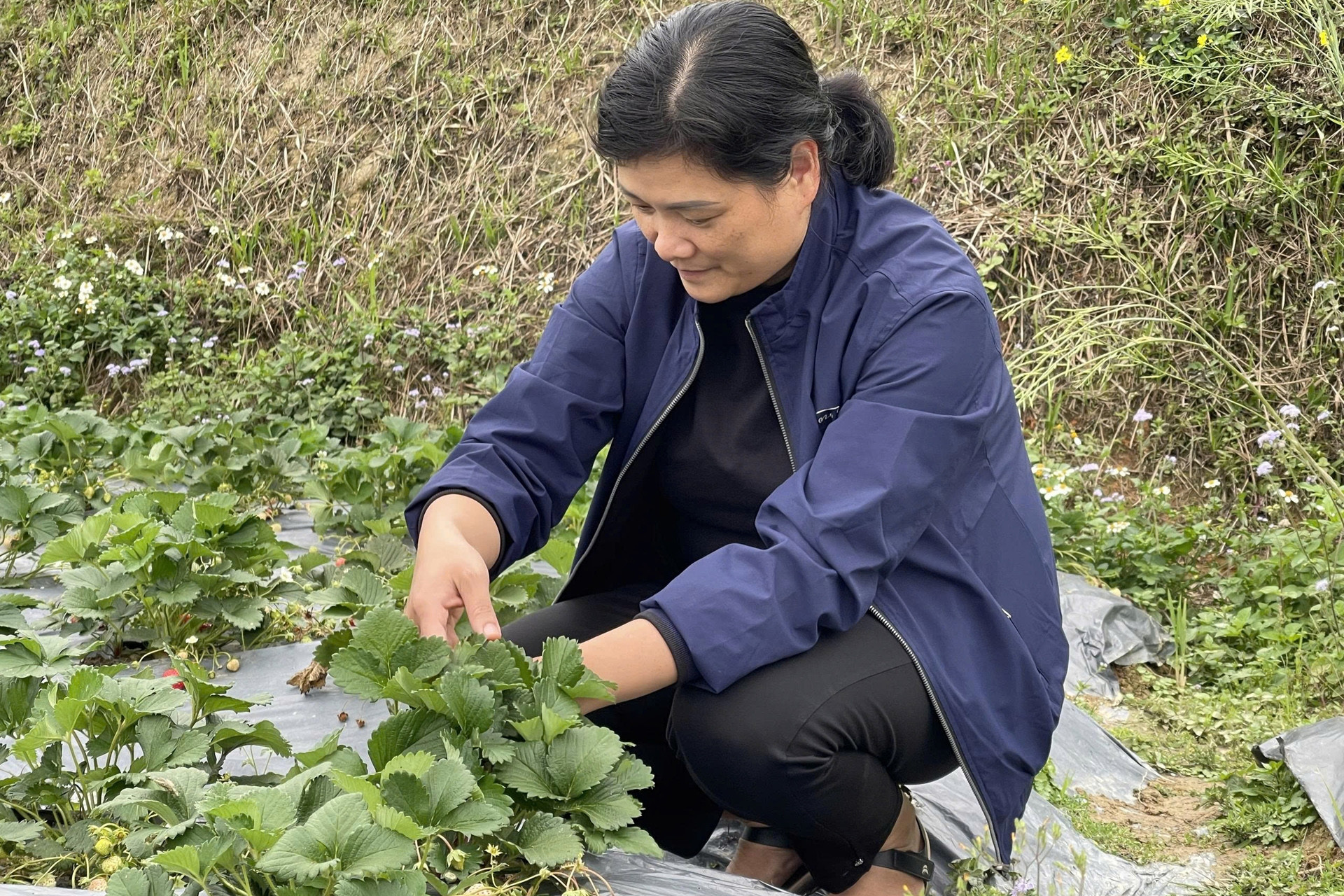 Phát triển đội ngũ nông dân chuyên môn cao về vận hành chuỗi liên kết nông sản