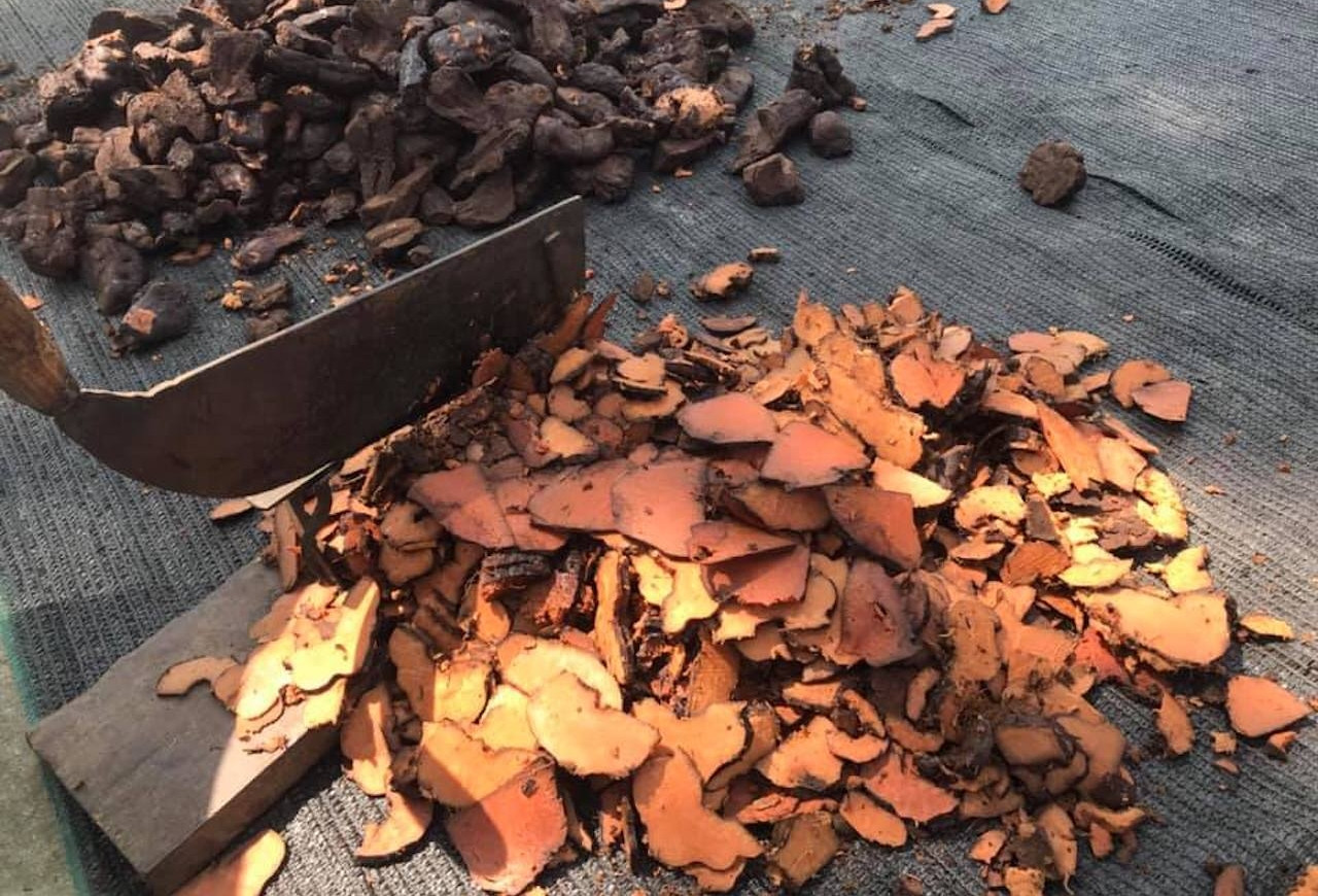 Tiến sĩ da liễu chỉ ra sai lầm trong cách uống hà thủ ô chữa tóc bạc sớm