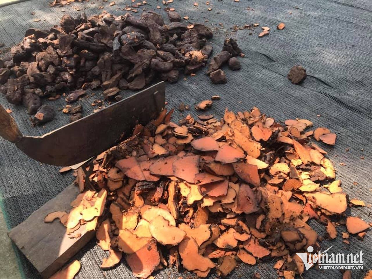 Tiến sĩ da liễu chỉ ra sai lầm trong cách uống hà thủ ô chữa tóc bạc sớm W-93028950_3052900121398163_2515217450803396608_n.jpg