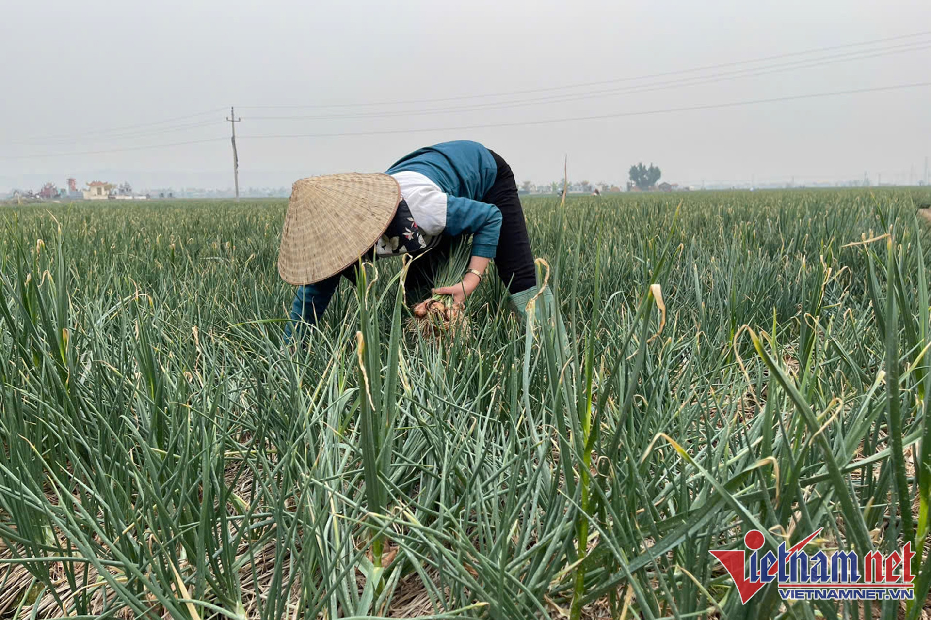 W-nong san Viet Nam 1 2.jpg