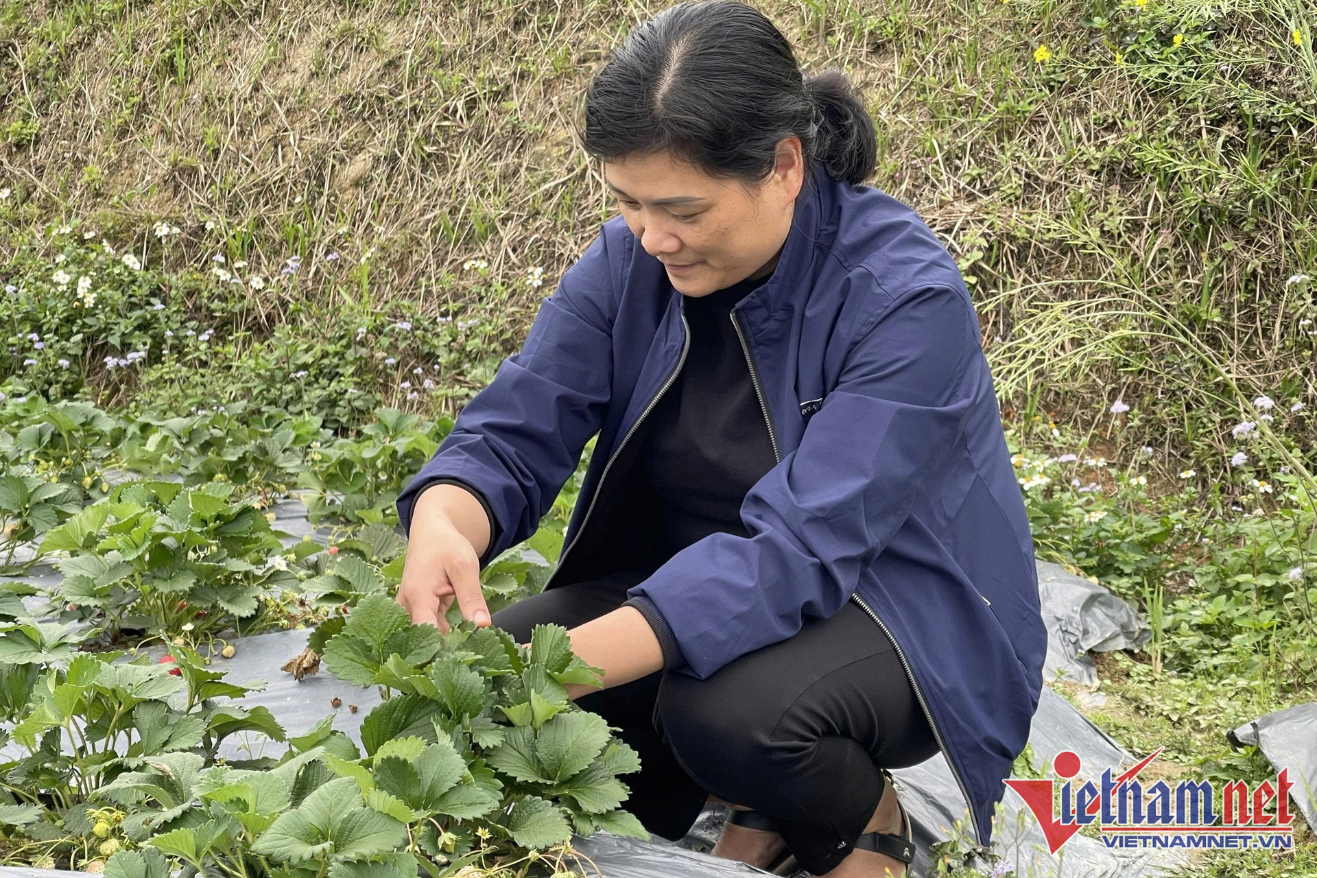 W-nong san Viet Nam 1 5.jpg