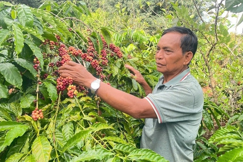 Bí thư xã đi ngược nếp cũ, mở lối thoát nghèo cho vùng đất cằn ở Gia Lai