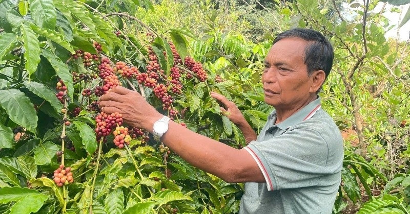 Bí thư xã đi ngược nếp cũ, mở lối thoát nghèo cho vùng đất cằn ở Gia Lai