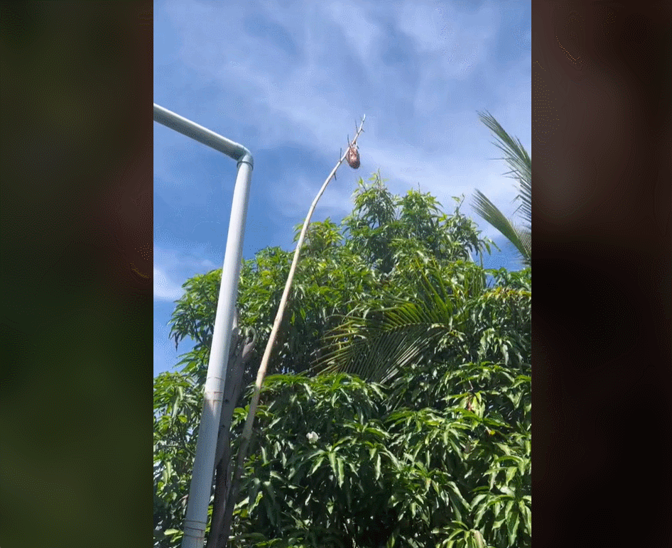 bò tái kiến đốt bep nho mymy.gif