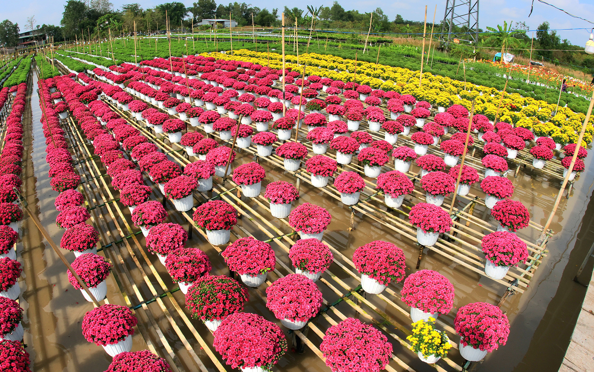 Đồng Tháp 567.jpg