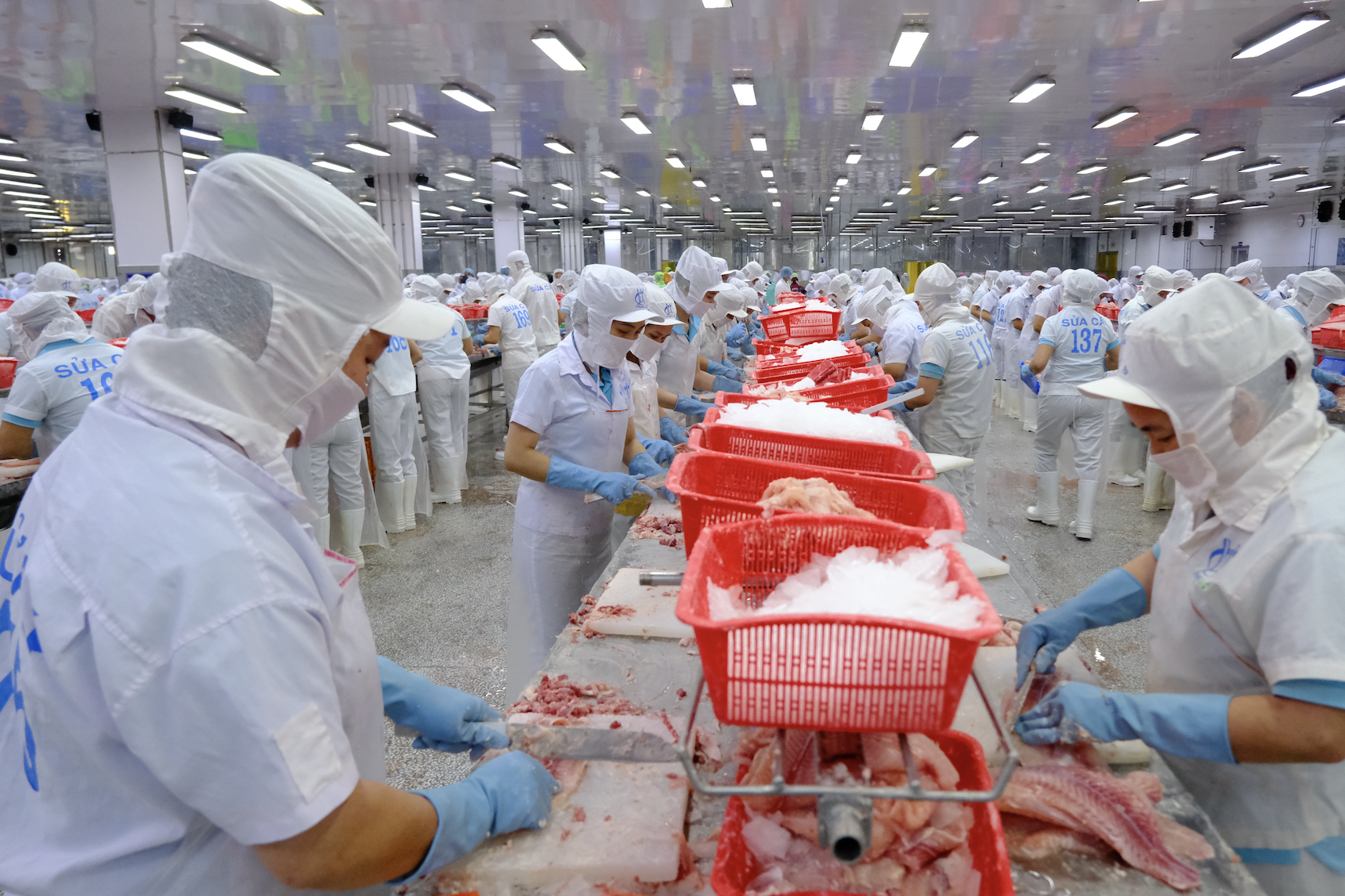 Sau cú 'chao đảo', xuất khẩu thủy sản sang Trung Quốc lập kỷ lục 2,3 tỷ USD