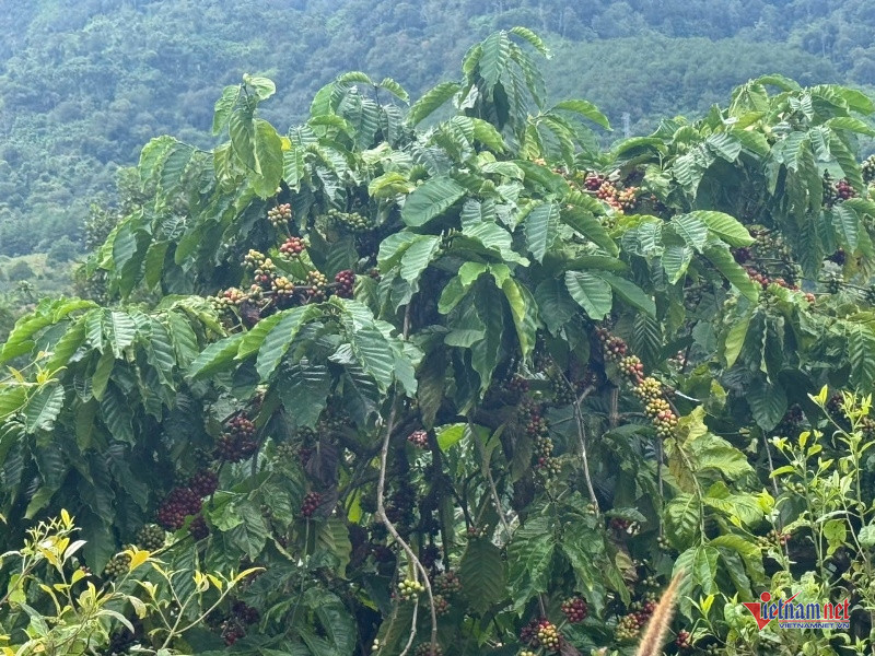 W-Mở lối thoát nghèo 2.jpg