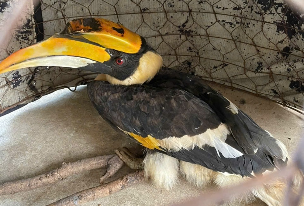 Chim hồng hoàng quý hiếm nặng 3kg bay lạc vào nhà dân ở TPHCM