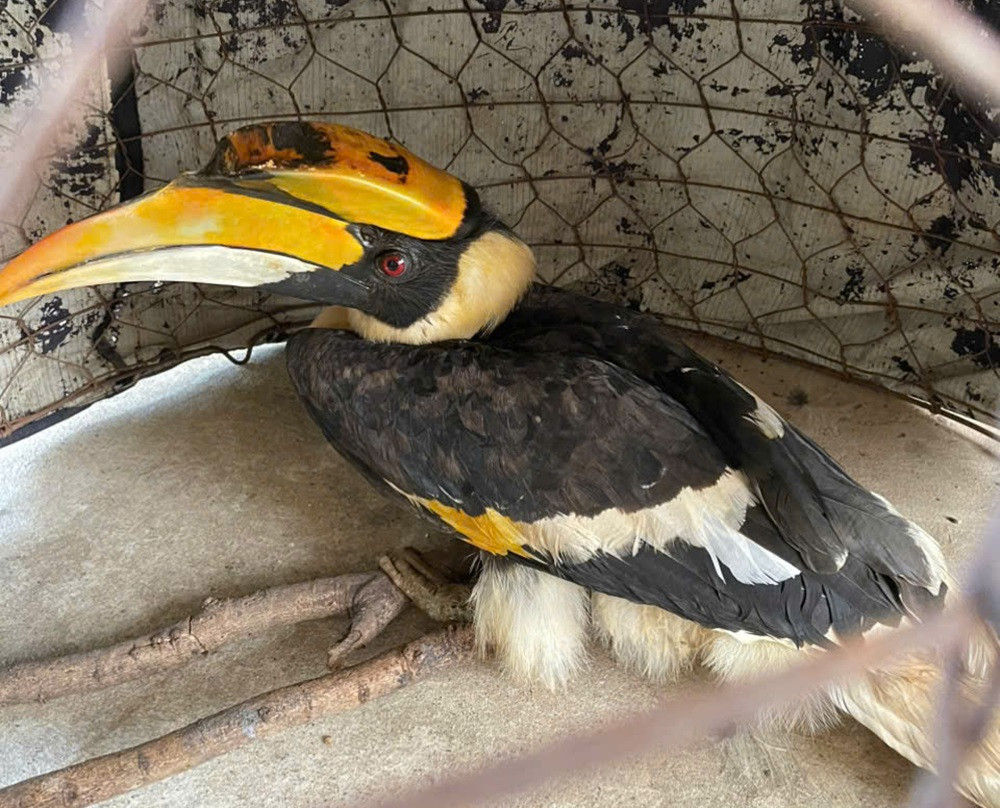 Chim hồng hoàng quý hiếm nặng 3kg bay lạc vào nhà dân ở TPHCM.jpg