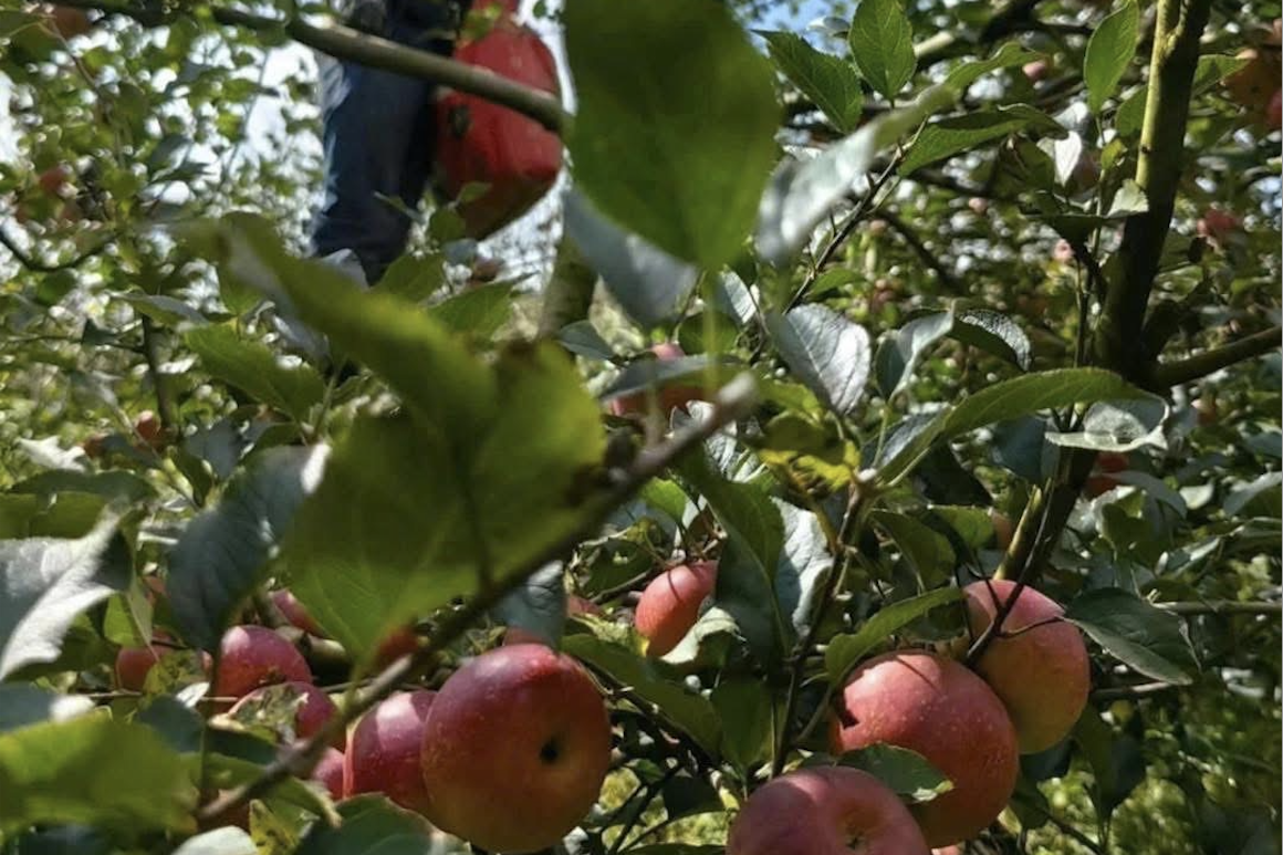 UKVFTA: Ngành rau – hoa Lâm Đồng nhiều cơ hội mở rộng thị trường