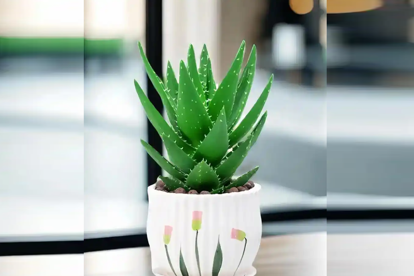 Cây Lô hội - ‘thần dược xanh’ cho nhà ở, phong thủy và sức khỏe