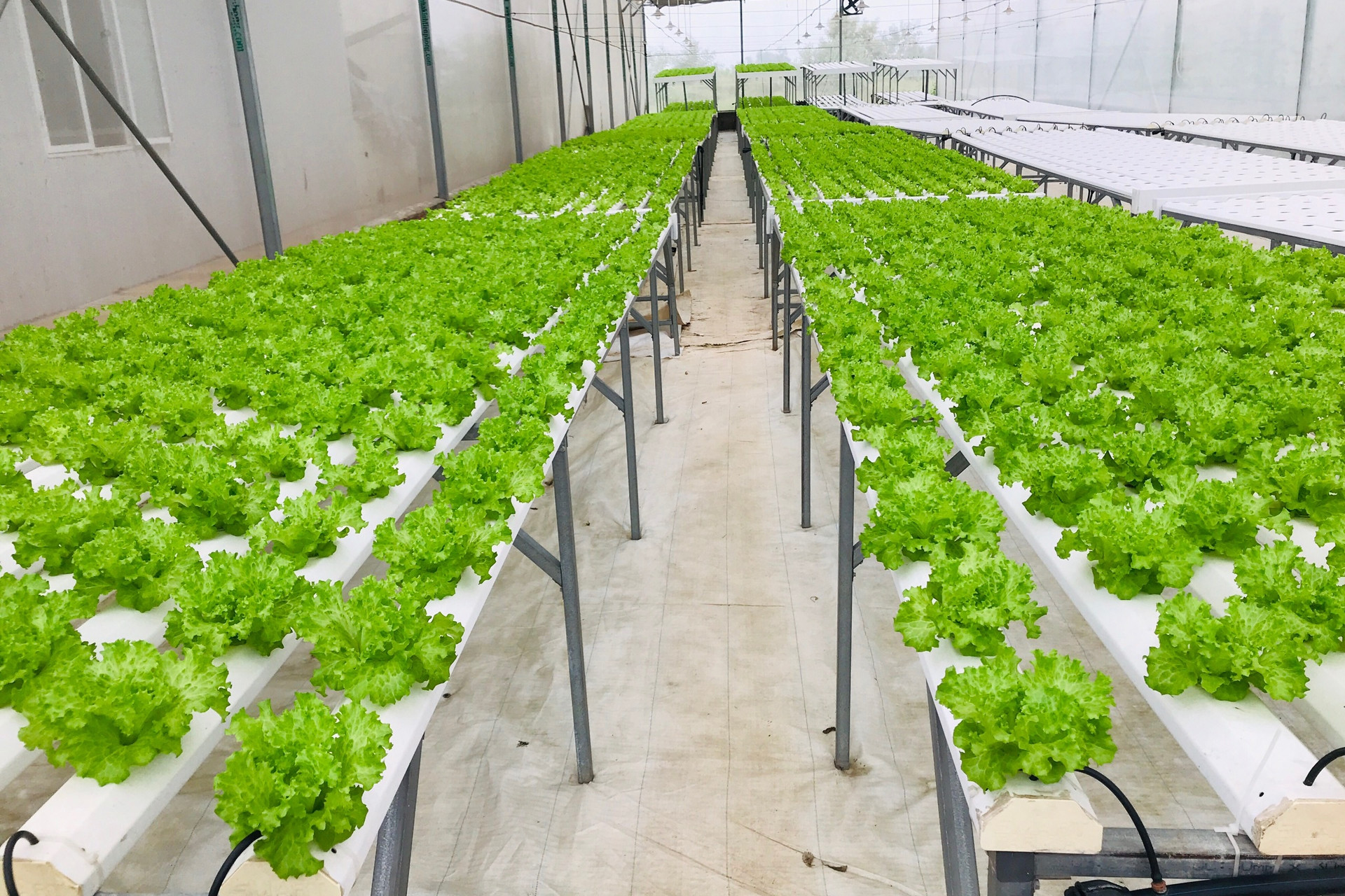 Hà Nội hỗ trợ truy xuất nguồn gốc, chứng nhận sản phẩm nông nghiệp