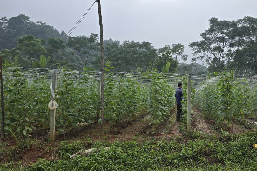 Nông nghiệp hàng hóa: Đòn bẩy đưa Gia Phú sớm về đích nông thôn mới