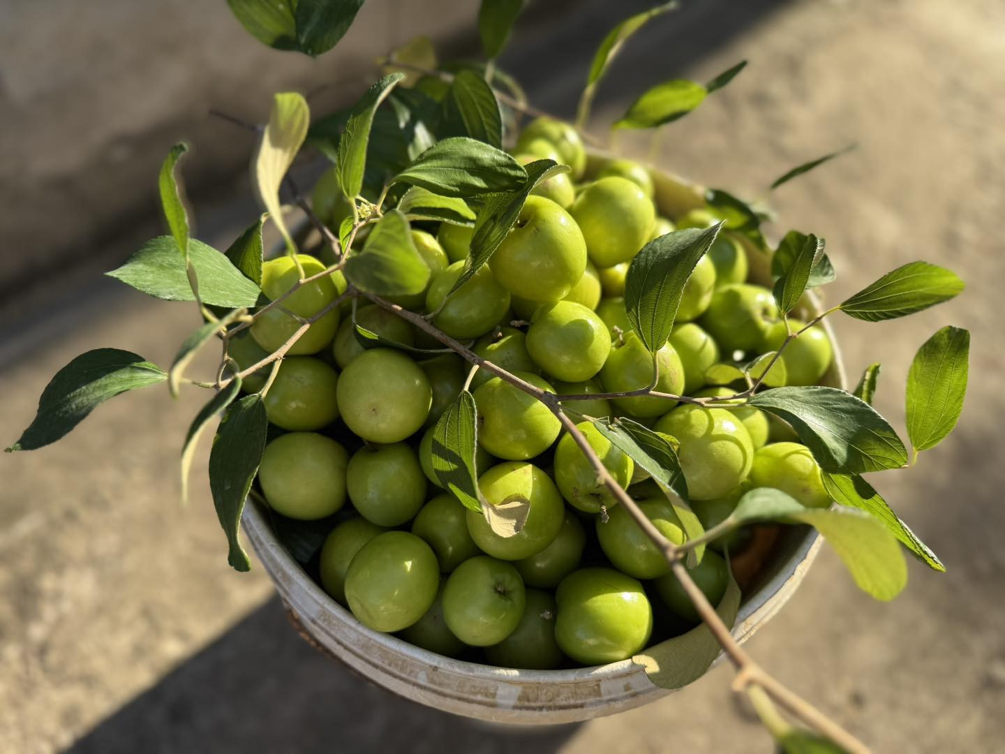 Táo Bàng La Hải Phòng 1.jpg