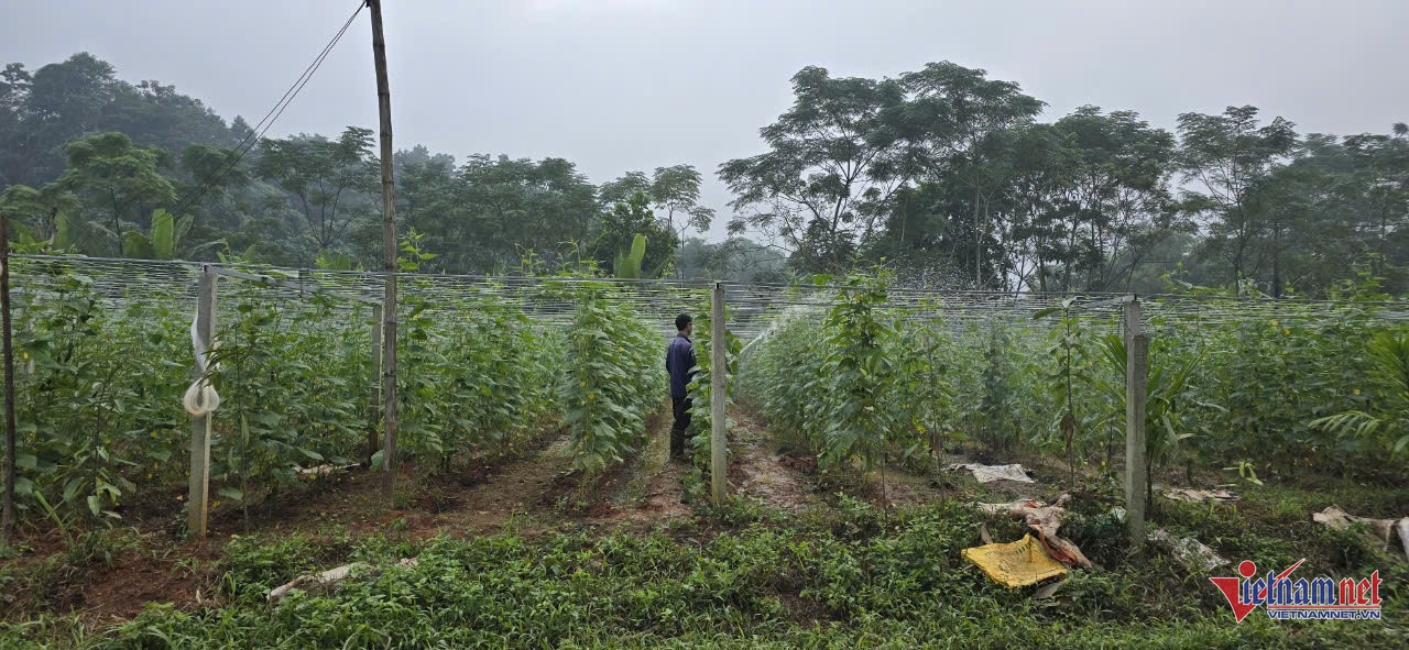 W-anh bai gia phu.jpg