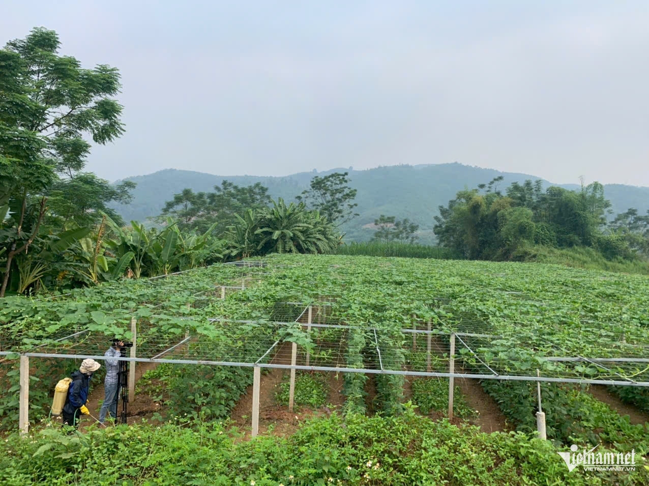 W-anh tin quangninh.jpg