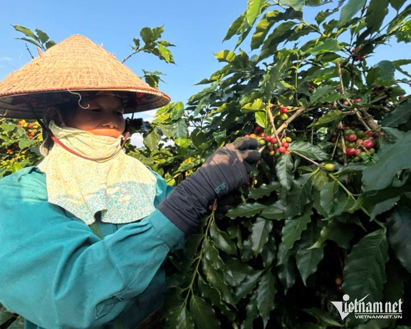 W-Mường Ảnh NTM.png