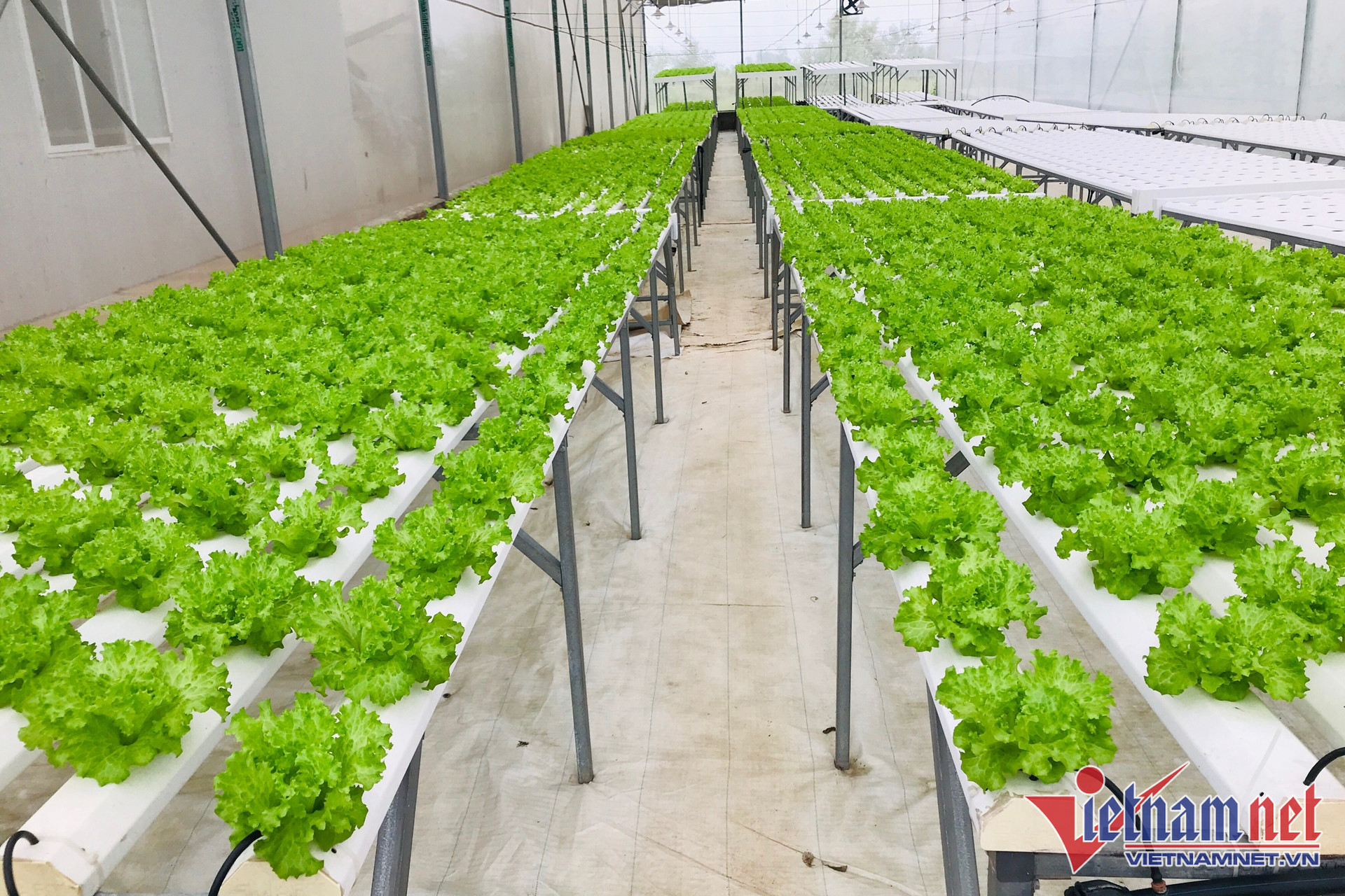 W-nguon goc nong san 01 1.jpg